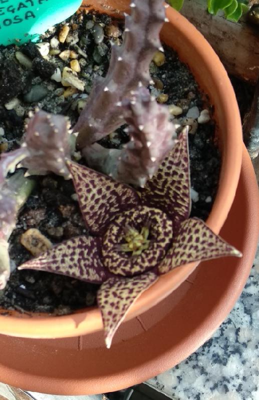 Oggi fiore di stapelia.jpeg